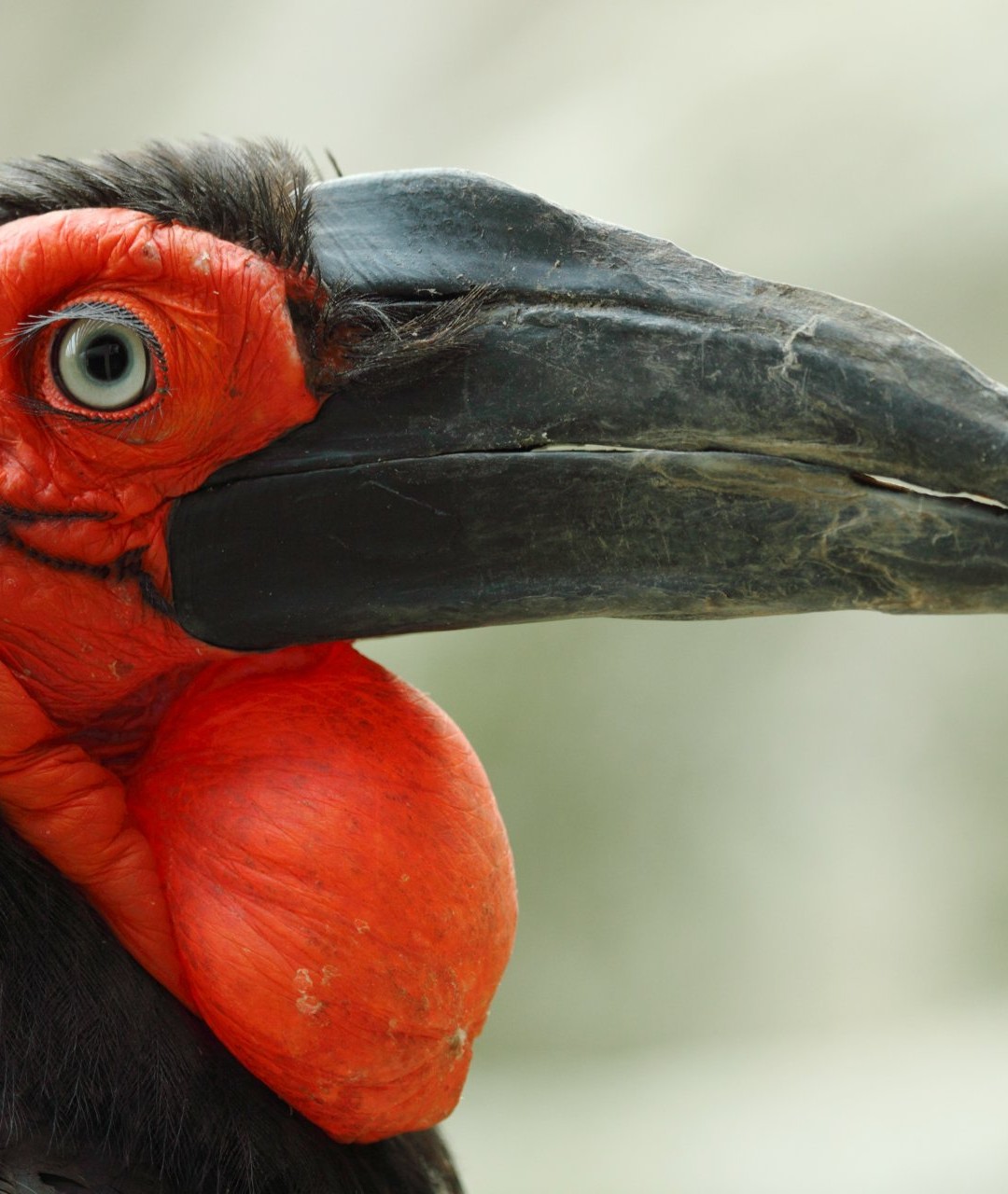 Mabula Ground-Hornbill Project